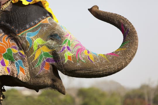Elephant Village Amer