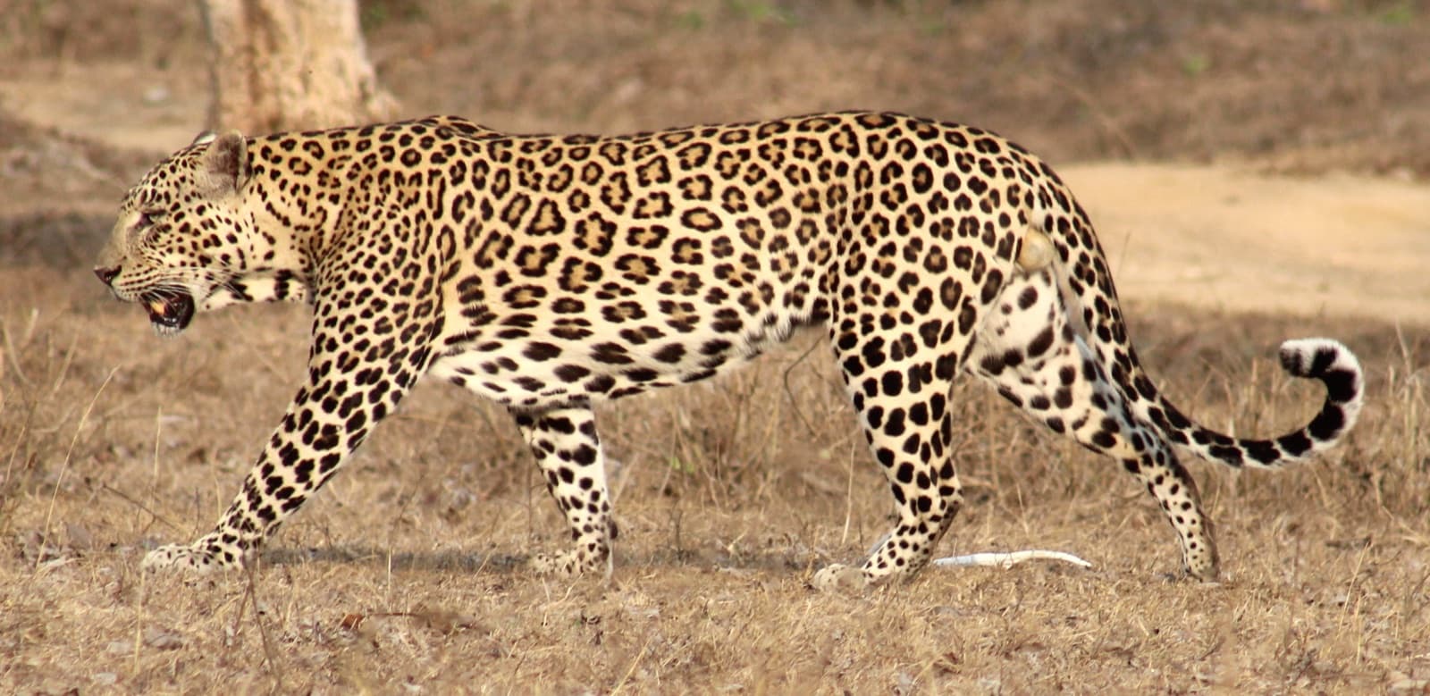 Jhalana Leopard Expedition