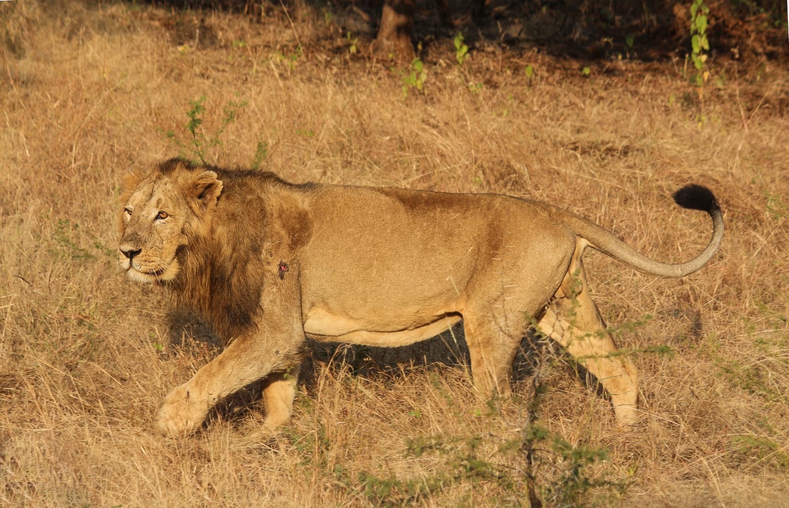 Nahargarh Lion Safari
